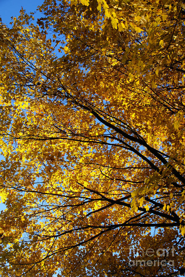 Golden Maple 4 Photograph by Linda Shafer