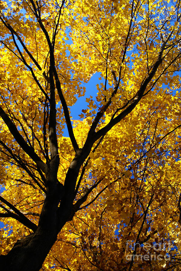 Golden Maple 5 Photograph by Linda Shafer