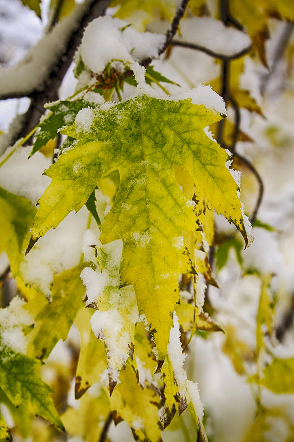 Golden Maple In The Snow Photograph by James BO Insogna