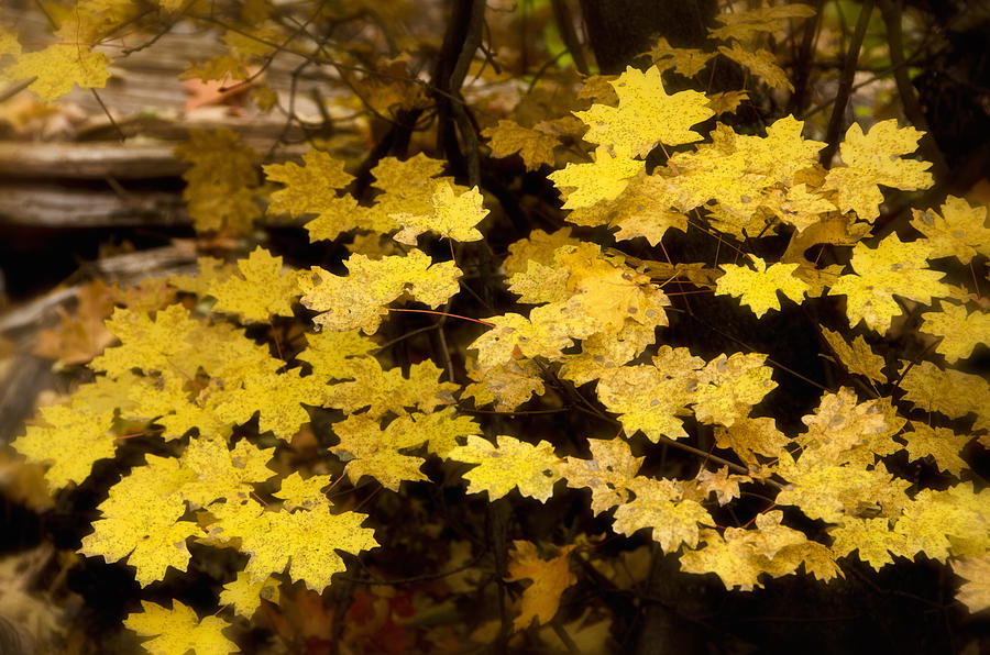 Golden Maple Leaves  Photograph by Saija Lehtonen