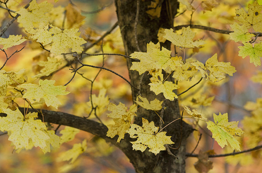 Fall Photograph - Golden Maple Tree  by Saija Lehtonen