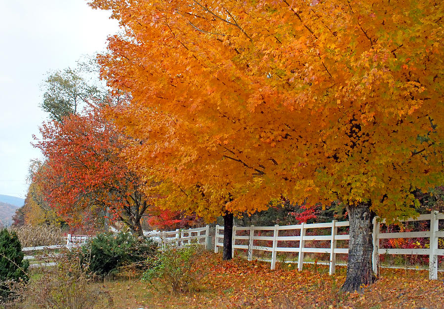 Golden Maples and White Fence Photograph by Duane McCullough