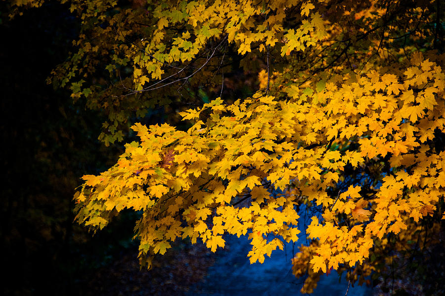 Golden Maples Photograph by Steve Stuller