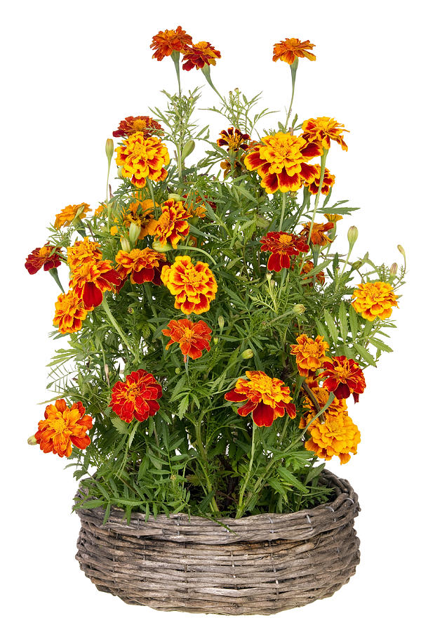 Marigold Photograph - Golden Marigold flowers grow in basket by Aleksandr Volkov Marigold Photograph - Golden Marigold flowers grow in basket by Aleksandr Volkov