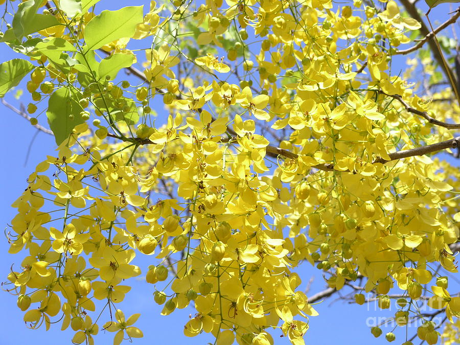 Golden Medallion Shower Tree Photograph by Mary Deal