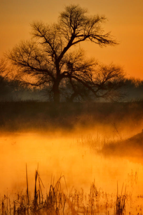 Golden Mist Photograph by Beth Sargent