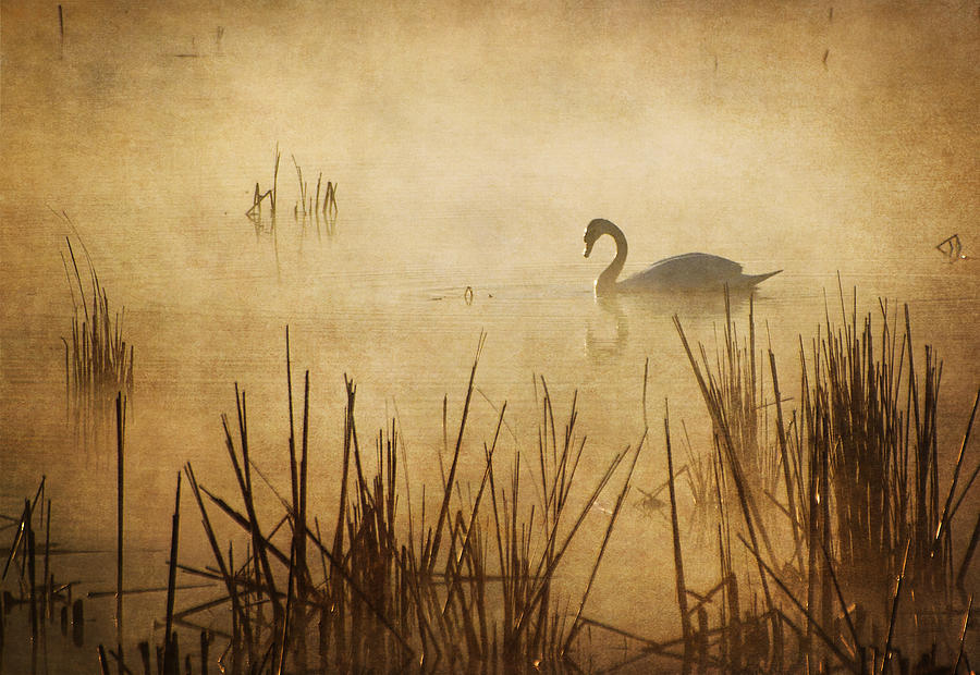 Swan Photograph - Golden Mist I by Dale Kincaid