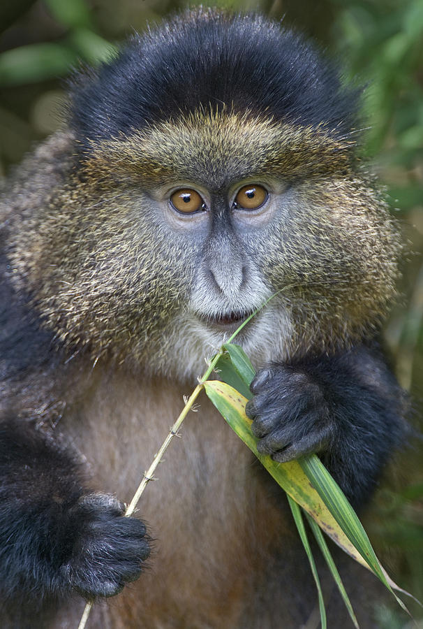 Golden Monkey Cercopithecus Kandti Photograph by Animal Images - Pixels