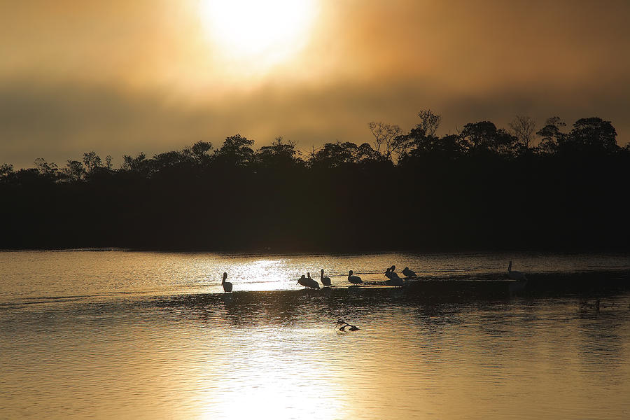 Golden Morning On Ding Darling Photograph by Steven Ainsworth