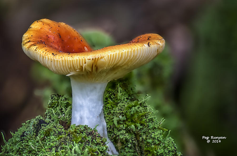Golden Mushroom Photograph by Peg Runyan