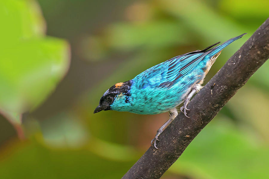 Golden-naped Tanager Photograph by Juan Jose Arango - Fine Art America