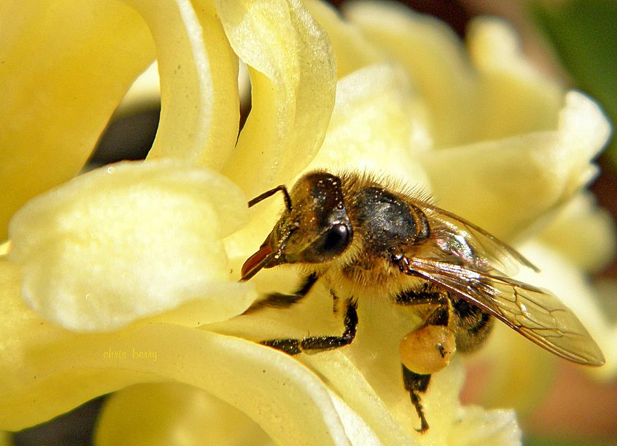 Golden Nectar  Photograph by Chris Berry