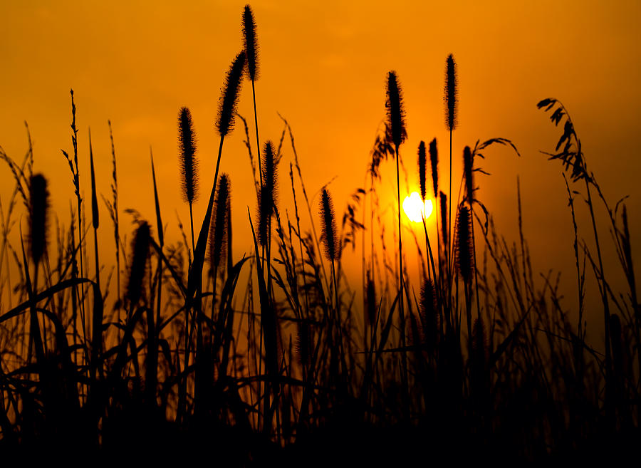 Golden Nights on the Prairie Photograph by Tommy Brison - Fine Art America