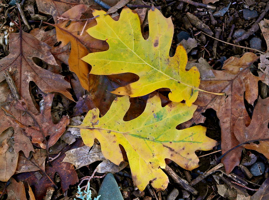 Golden Oak Leaf Duet Photograph by Michele Myers