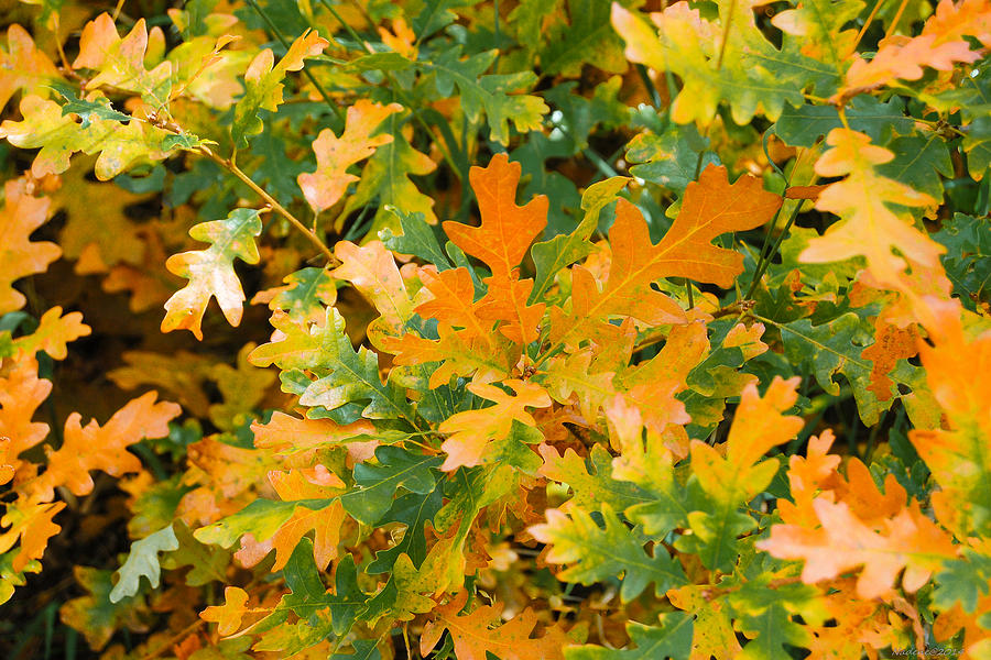 Golden Oak Leaves Photograph by Greni Graph