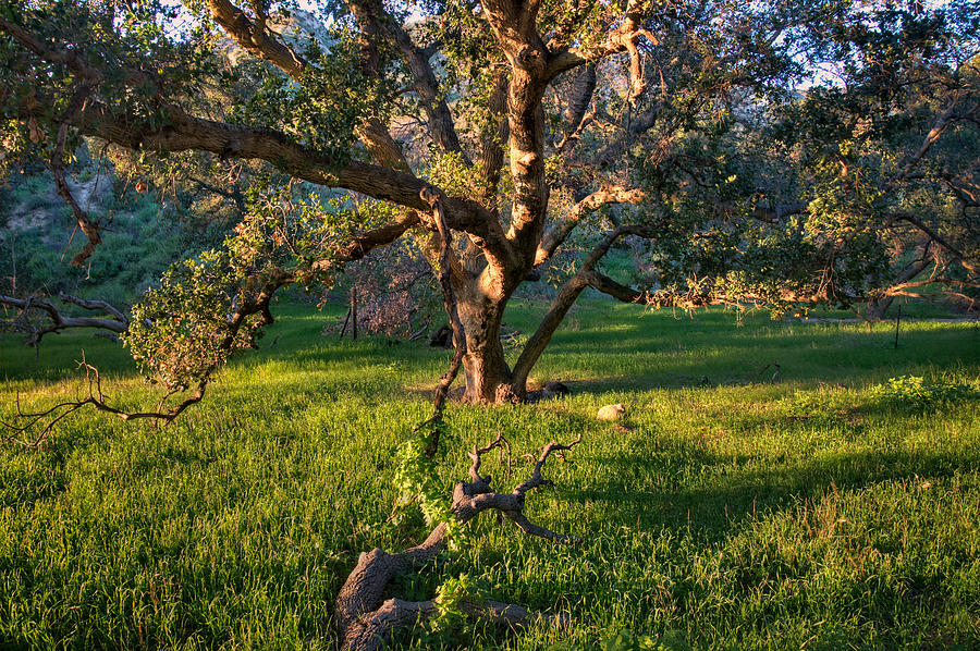 Golden Oak Photograph by Lynn Bauer