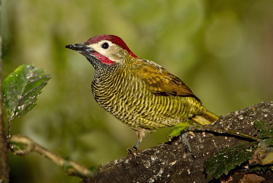 Golden-olive Woodpecker Photograph by Anthony Mercieca