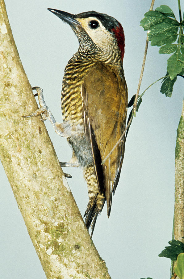 Golden-olive Woodpecker Photograph by John S. Dunning