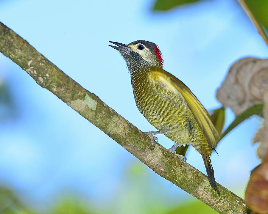 Golden Olive Woodpecker Photograph by Tony Beck