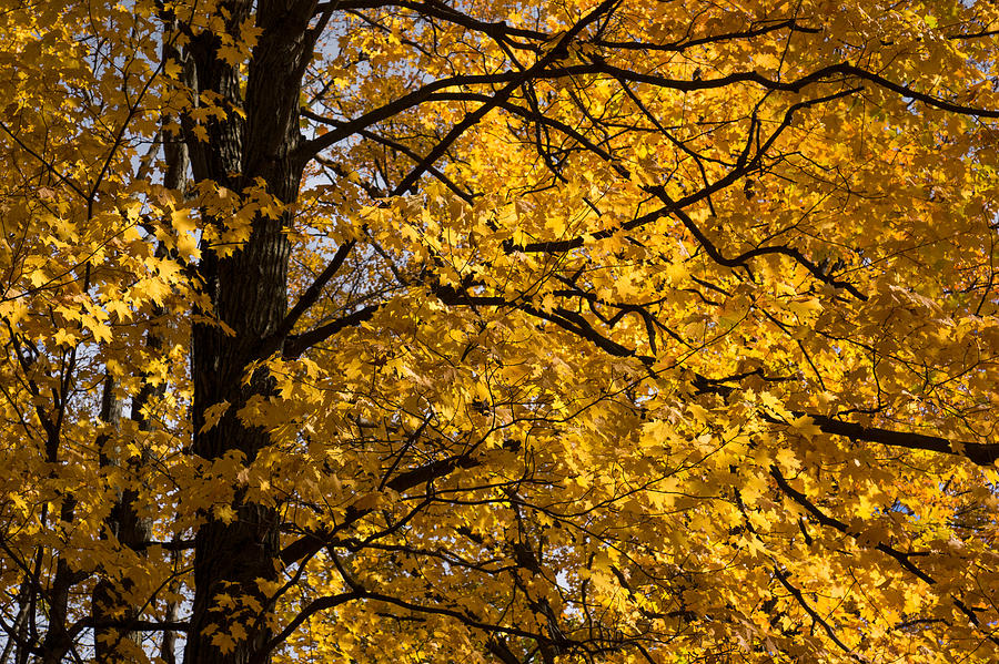 Golden Ontario Autumn Photograph by Georgia Mizuleva