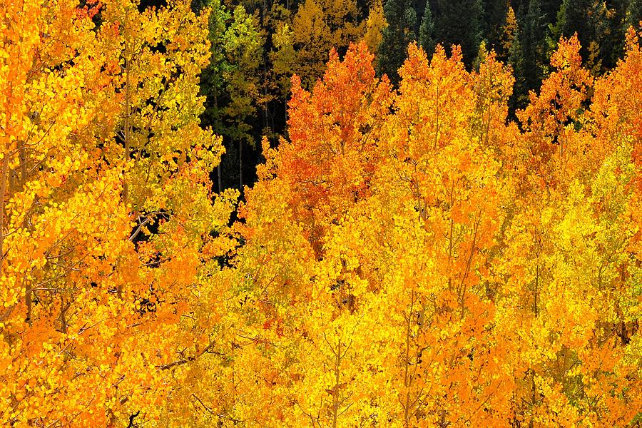 Golden Orange Aspen Trees in Autumn Photograph by Marilyn Burton