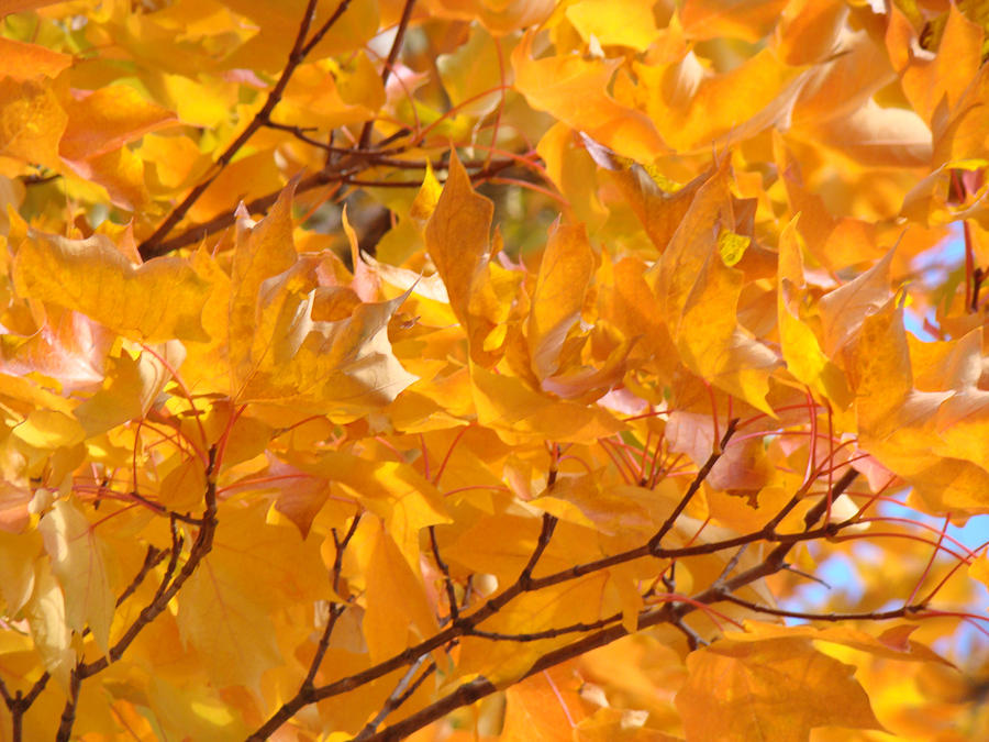Fall Photograph - Golden Orange Autumn Leaves art prints by Patti Baslee