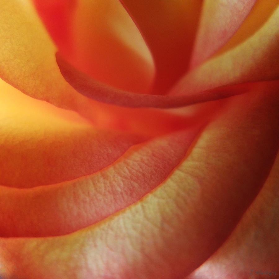 Golden Orange Rose Macro Photograph by Joseph Hedaya