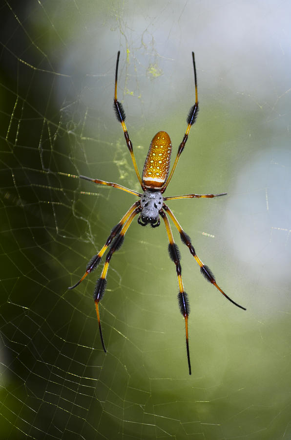 Golden Orb Spider Photograph by Dick Hudson