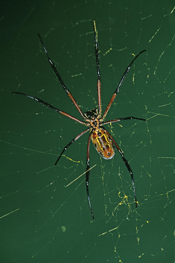 Spider Photograph - Golden-orb Spider by Tony Camacho/science Photo Library