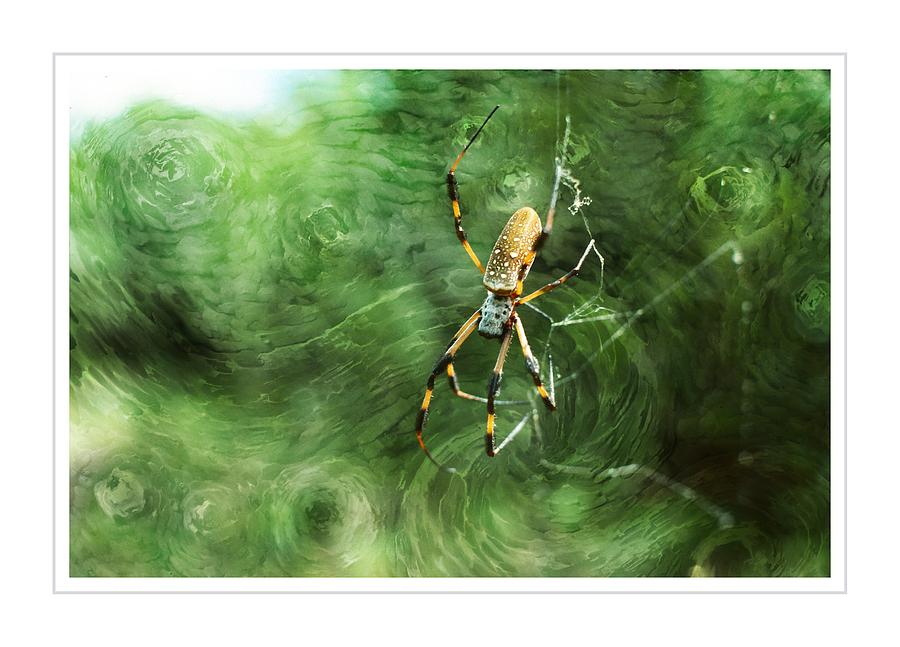 Golden Orb Spider ver. - 2 Photograph by Larry Mulvehill