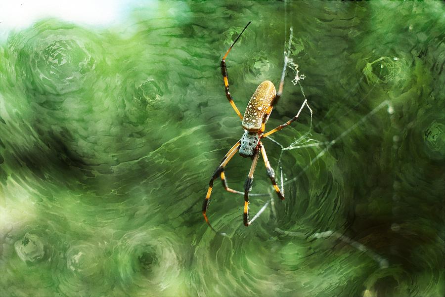 Golden Orb Spider ver. - 3 Photograph by Larry Mulvehill
