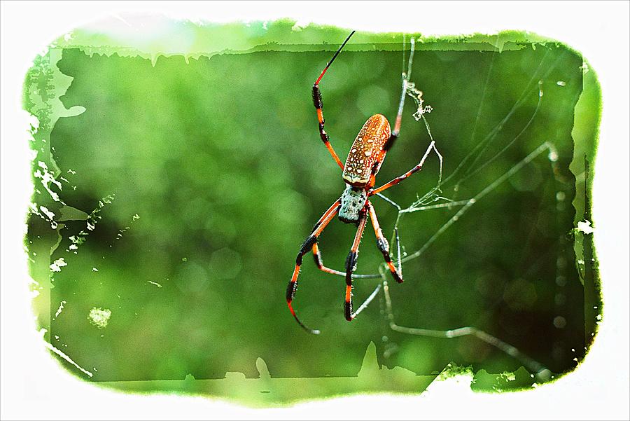 Golden Orb Spider ver. - 4 Photograph by Larry Mulvehill