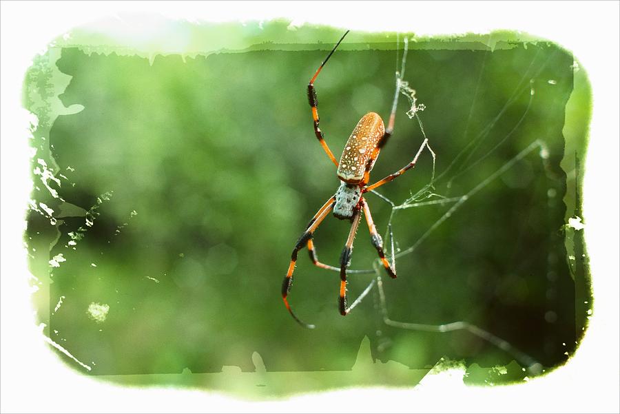 Golden Orb Spider ver. - 6 Photograph by Larry Mulvehill
