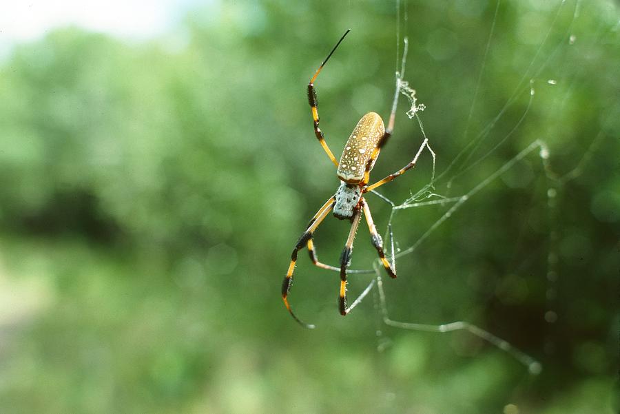 Golden Orb Spider ver. - 7 Photograph by Larry Mulvehill