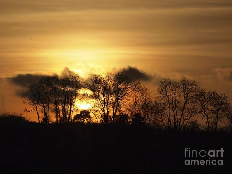 Tree Photograph - Golden Orb Sunset by Elizabeth Debenham