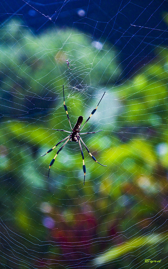 Golden Orb Weaver spider - Nephila clavipes - female Photograph by Christopher Byrd