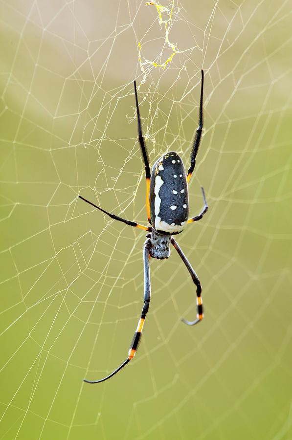 Golden Orb-weaver Spider Photograph by Peter Chadwick/science Photo ...