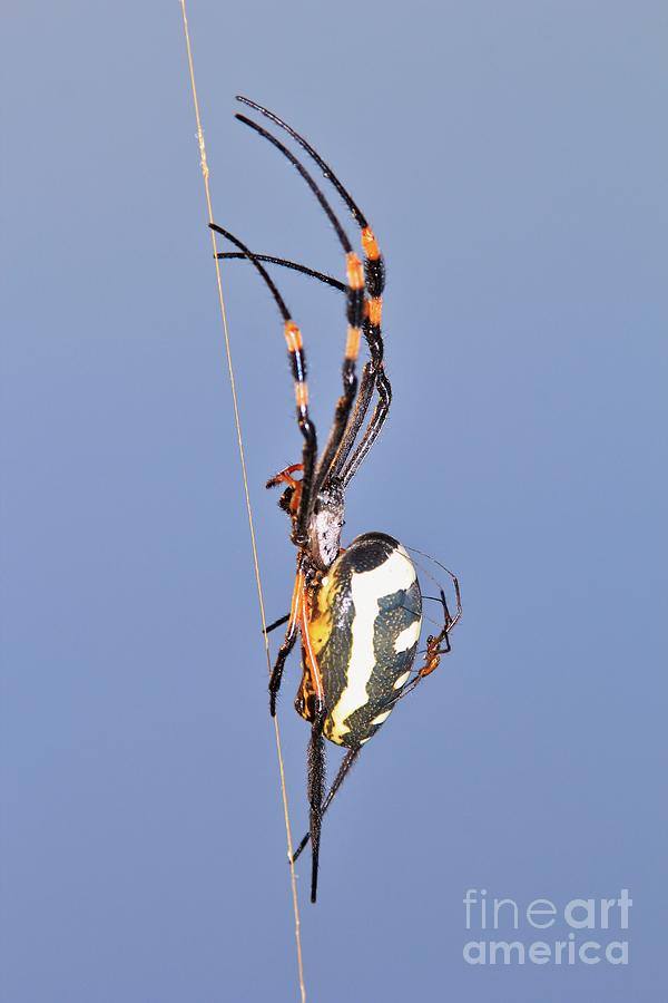 Golden Orb Web Weaver Spider And Youngster Photograph