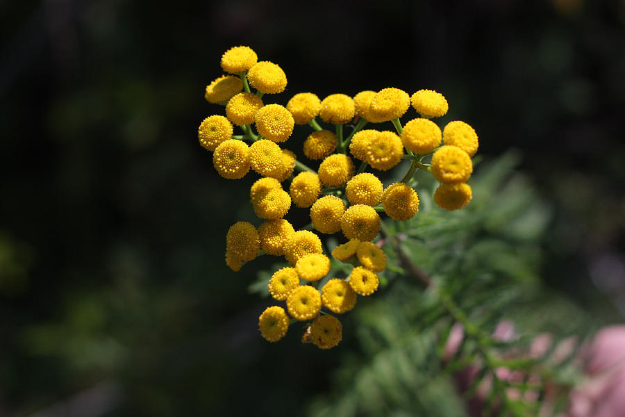 Golden Orbs - Acadia Tansy Flowers Photograph