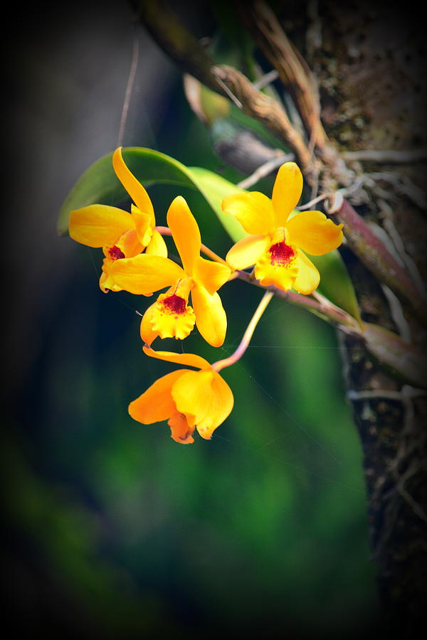Golden Orchids Photograph by Lori Seaman