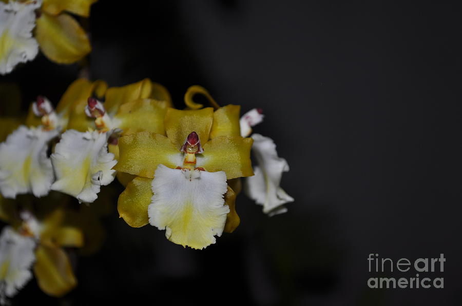 Golden Orchids Photograph by Nona Kumah