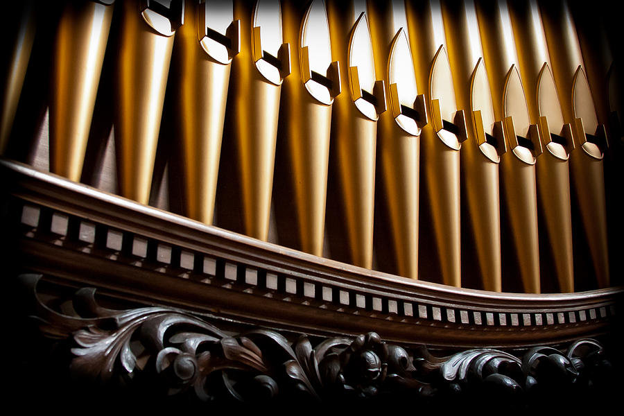 Golden organ pipes Photograph by Jenny Setchell