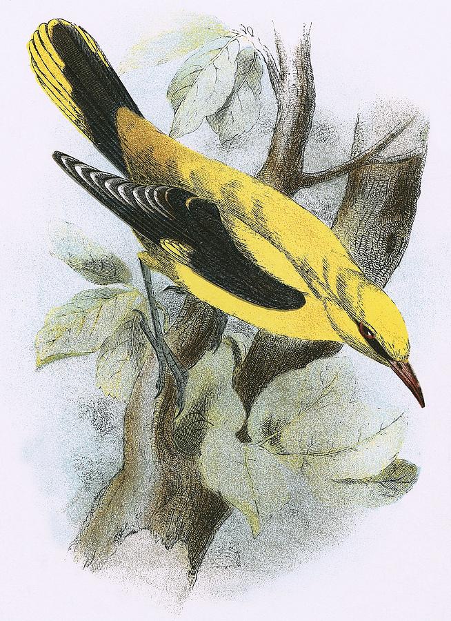Oriole Painting - Golden Oriole by English School
