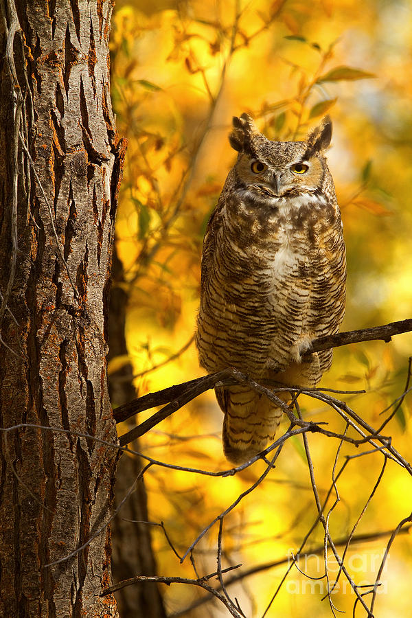 Golden Owl Photograph by Aaron Whittemore