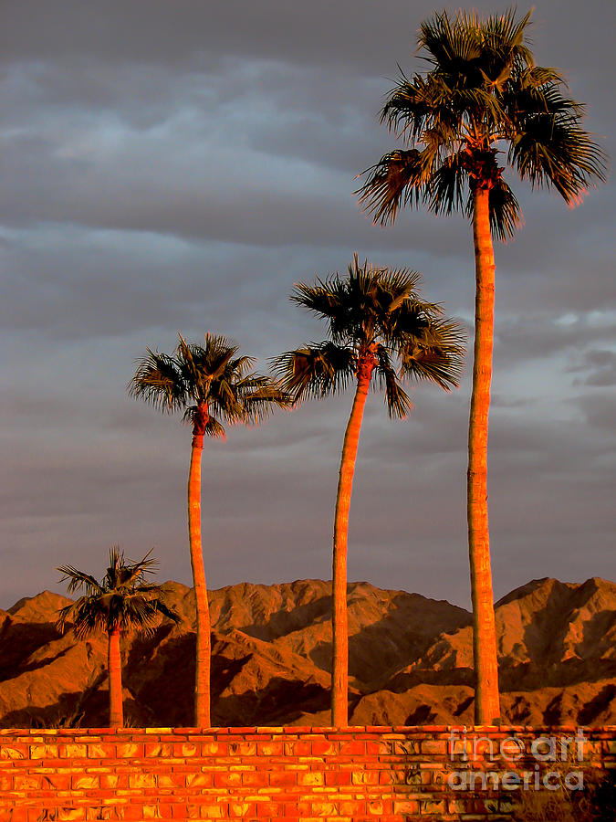 Golden Palm Trees Photograph by Robert Bales