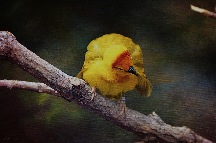 Golden Palm Weaver Photograph by Maria Angelica Maira