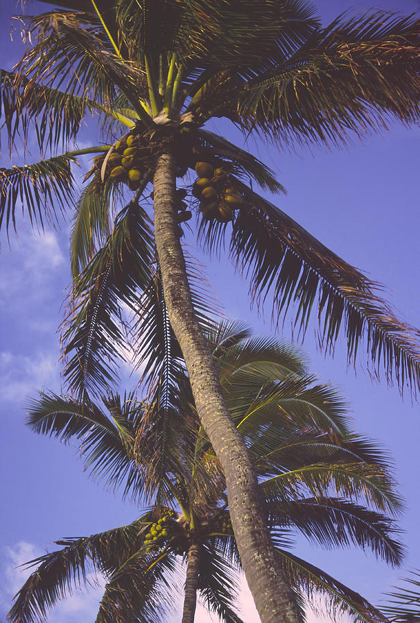 Golden Palms Photograph by Morris McClung