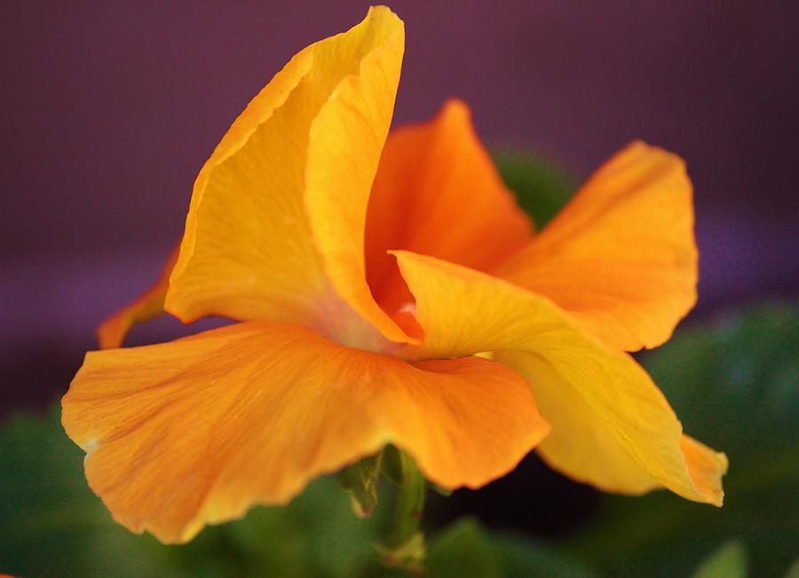 Golden Pansy Photograph by Marcia Breznay