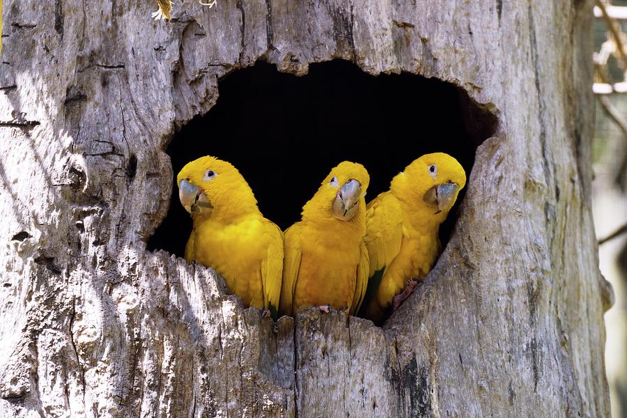 Golden Parakeets In A Tree Hollow Photograph by Dr P. Marazzi/science Photo Library