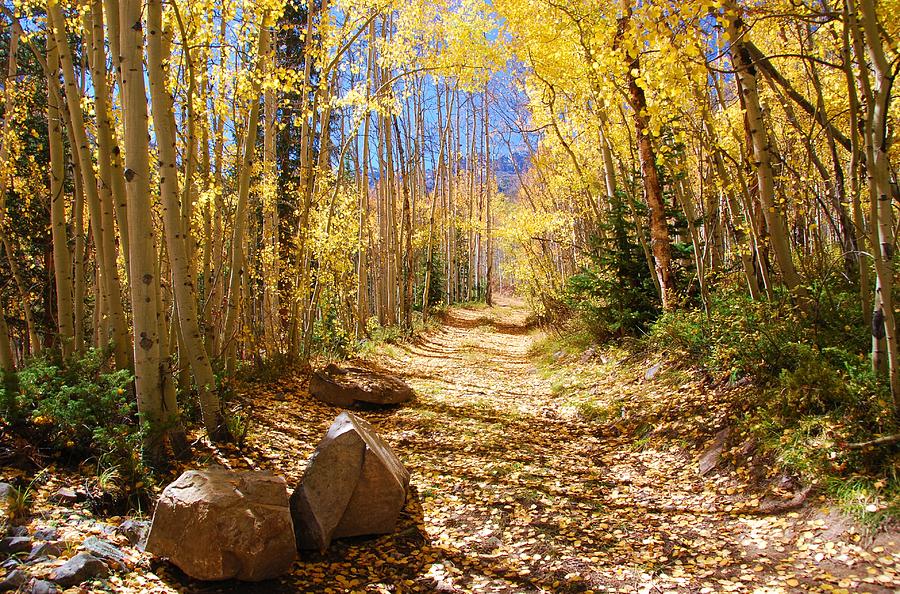 Golden Path Photograph by Cascade Colors